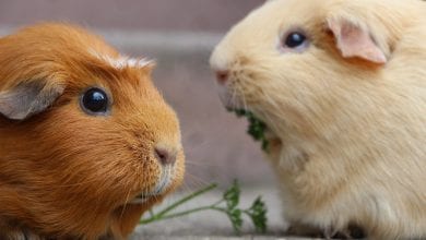 Semne boala porcusorii de Guineea