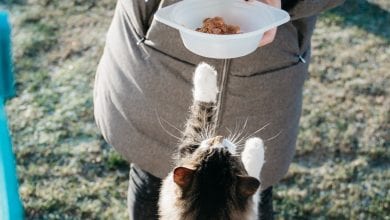 Cum hraniti un pisoi