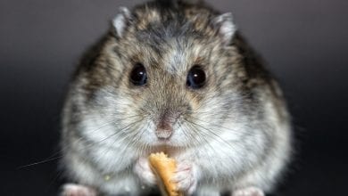 ingrijirea hamsterilor