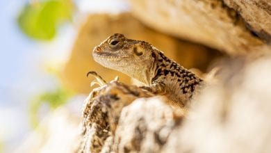 protejarea reptilei vara