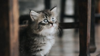 inainte de a va cumpara un pisoi