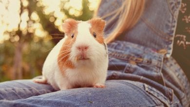 limbajul porcusorilor de Guineea