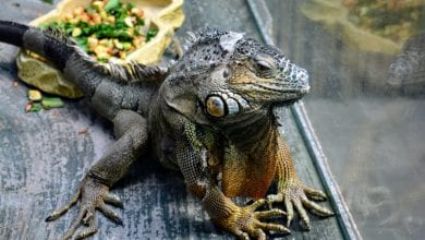 Cum curatati incinta reptilei