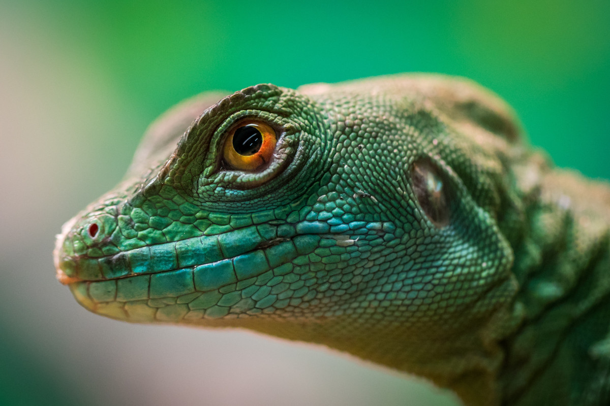 iesirea din hibernare a reptilelor