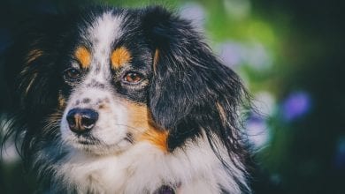 Ciobanesc Australian (Australian Sheperd)