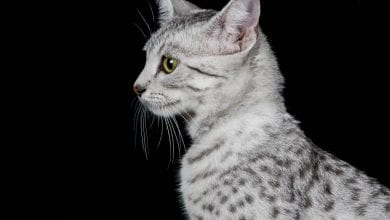 rasa Mau egiptean (Egyptian Mau)