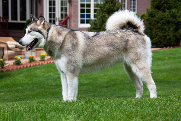 Malamutul de Alaska