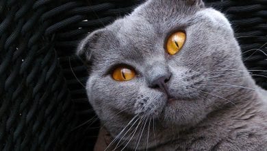 Rasa pisici Scottish Fold