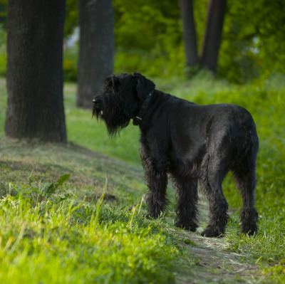 Schnauzer Urias