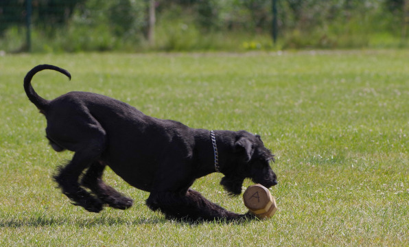 Rasa Schnauzer urias (Giant Schnauzer)