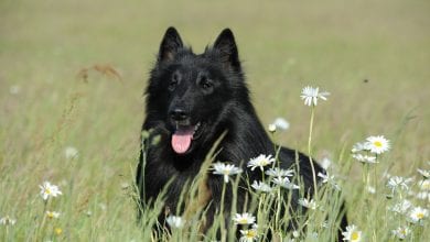 Ciobanescul Belgian Groenendael