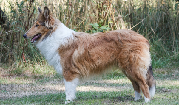 rasa caine Collie