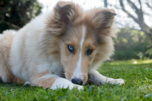 rasa Collie