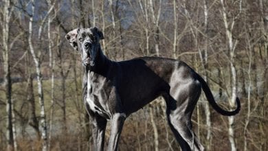 Rasa Great Dane (Marele Danez)