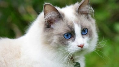 rasa de pisici Ragdoll