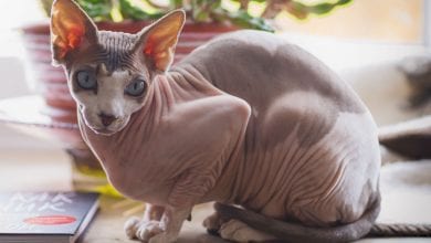 Pisica Sphynx