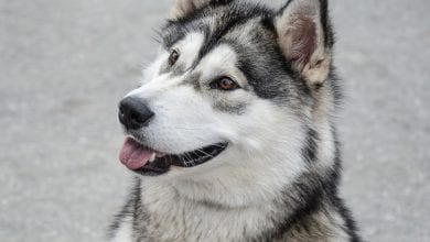 Malamutul de Alaska