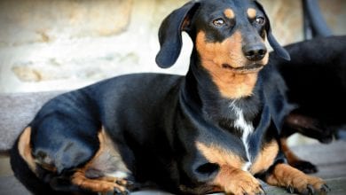 Rasa Teckel (Dachshund)