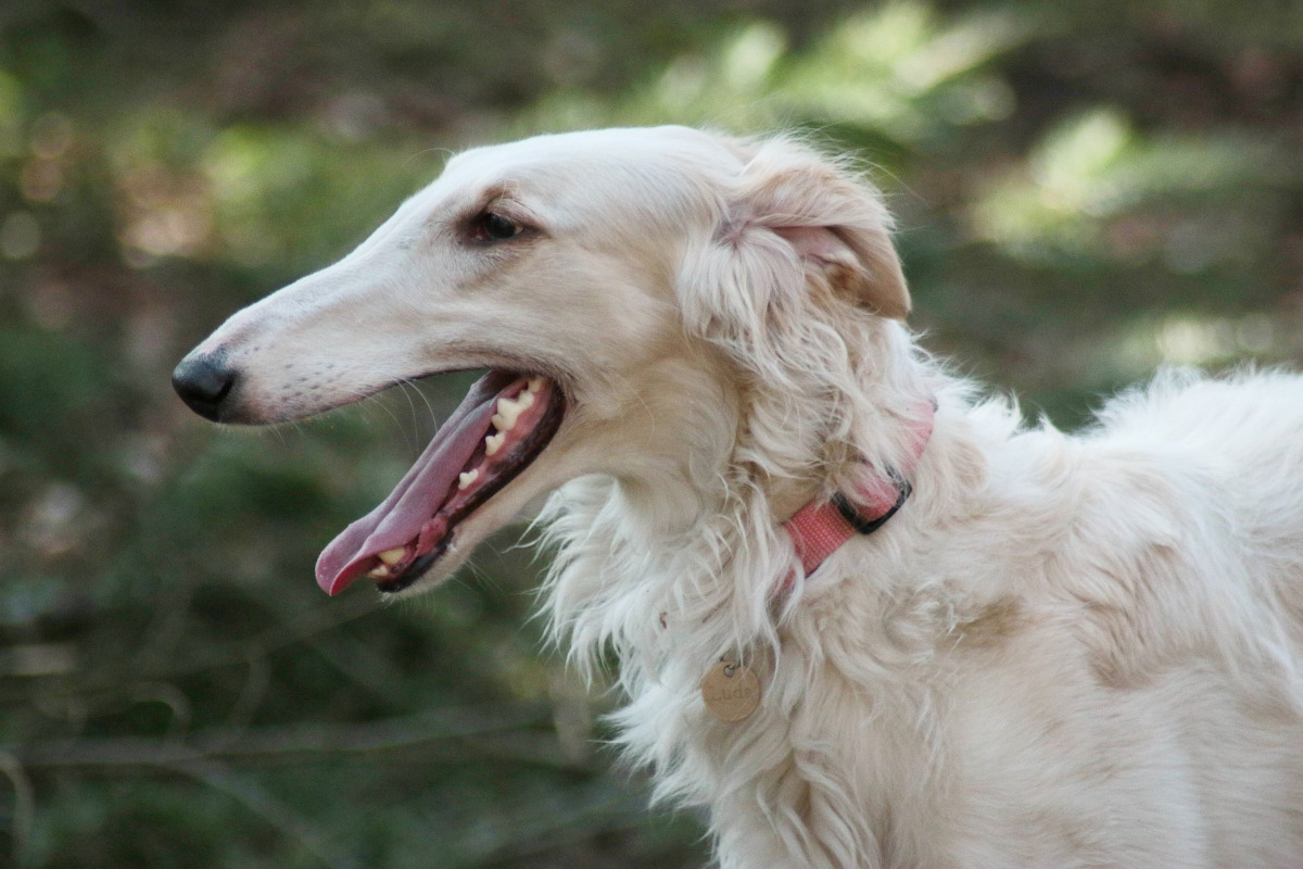 Rasa Barzoi