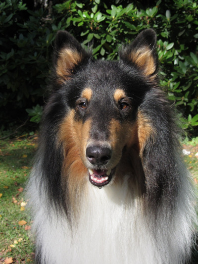 rasa caine Collie