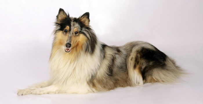 rasa caini Collie