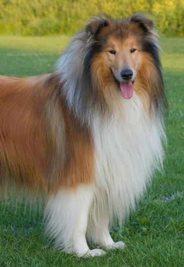 rasa caini Collie