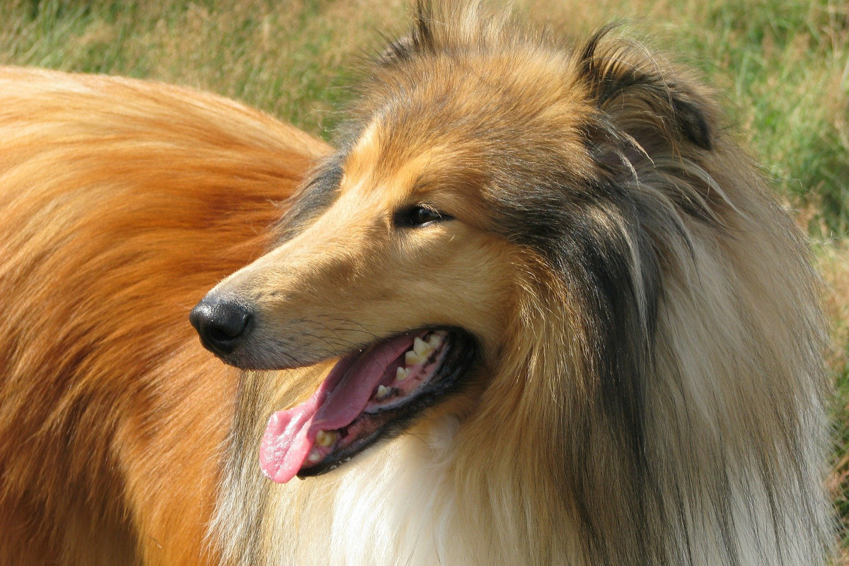 rasa caini Collie