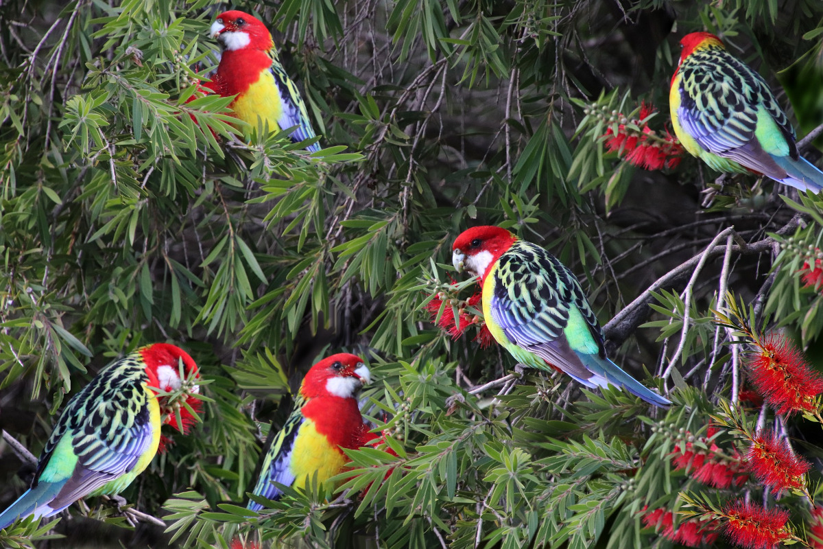 rosella cu mantie aurie
