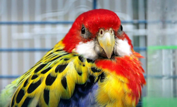 rosella cu mantie aurie