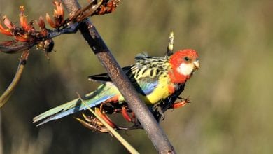 rosella cu mantie aurie