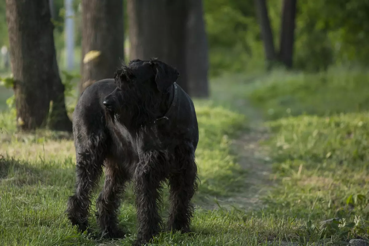 Rasa Schnauzer urias (Giant Schnauzer)