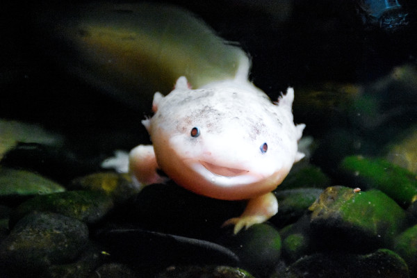 Axolotlul-mexican