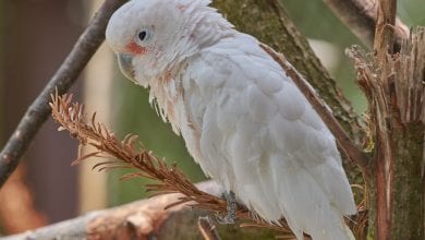 Papagalul Cacadu Goffin