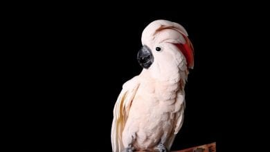 Cacadu cu boneta rosie