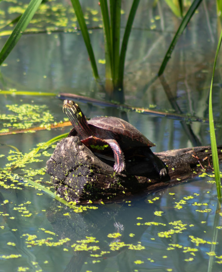 broasca testoasa pictata