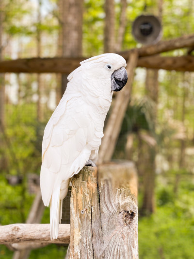 Papagalul umbrelat (Cacadu alb)