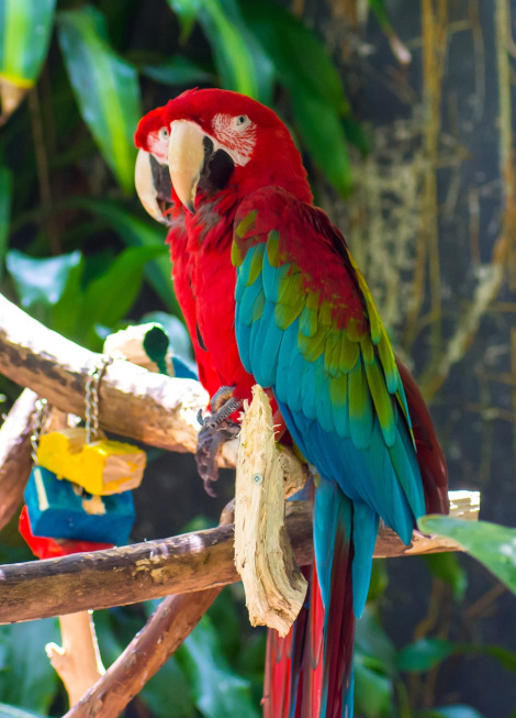 Papagalul Ara cu aripi verzi