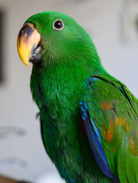 Papagalul Eclectus