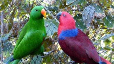 Papagalul Eclectus