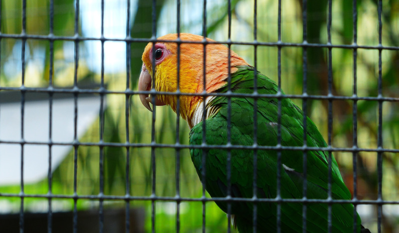Papagalul Caique