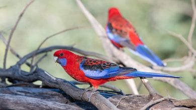 Papagalul Crimson Rosella