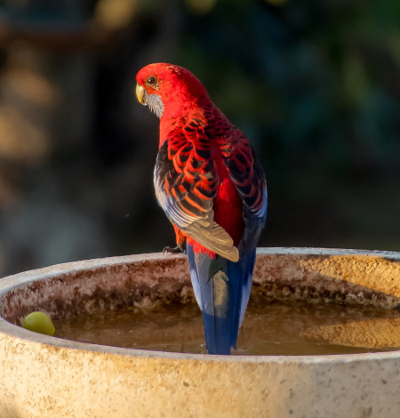 Papagalul Crimson Rosella