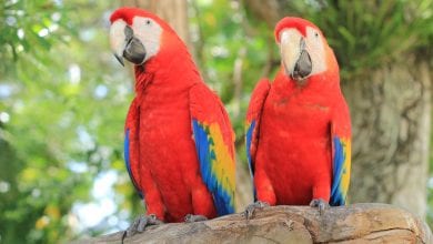 Papagalul stacojiu (Ara macao)