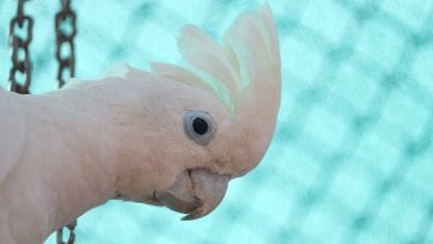 umbrelat (Cacadu alb)