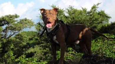 Pit Bull Terrier American