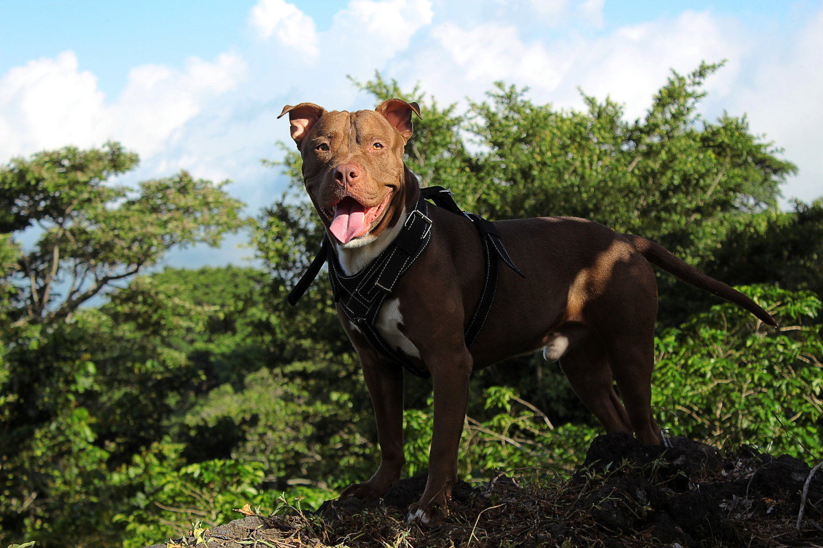 Pit Bull Terrier American