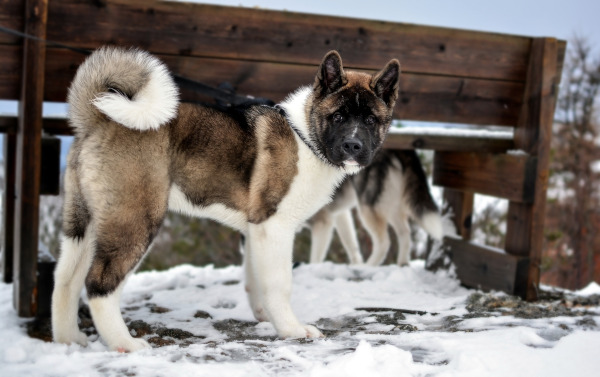 Akita american