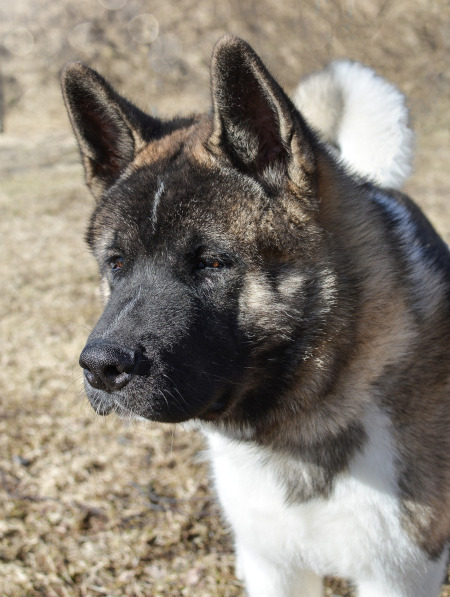 Rasa Akita American