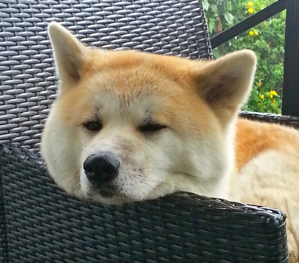 Akita Inu
