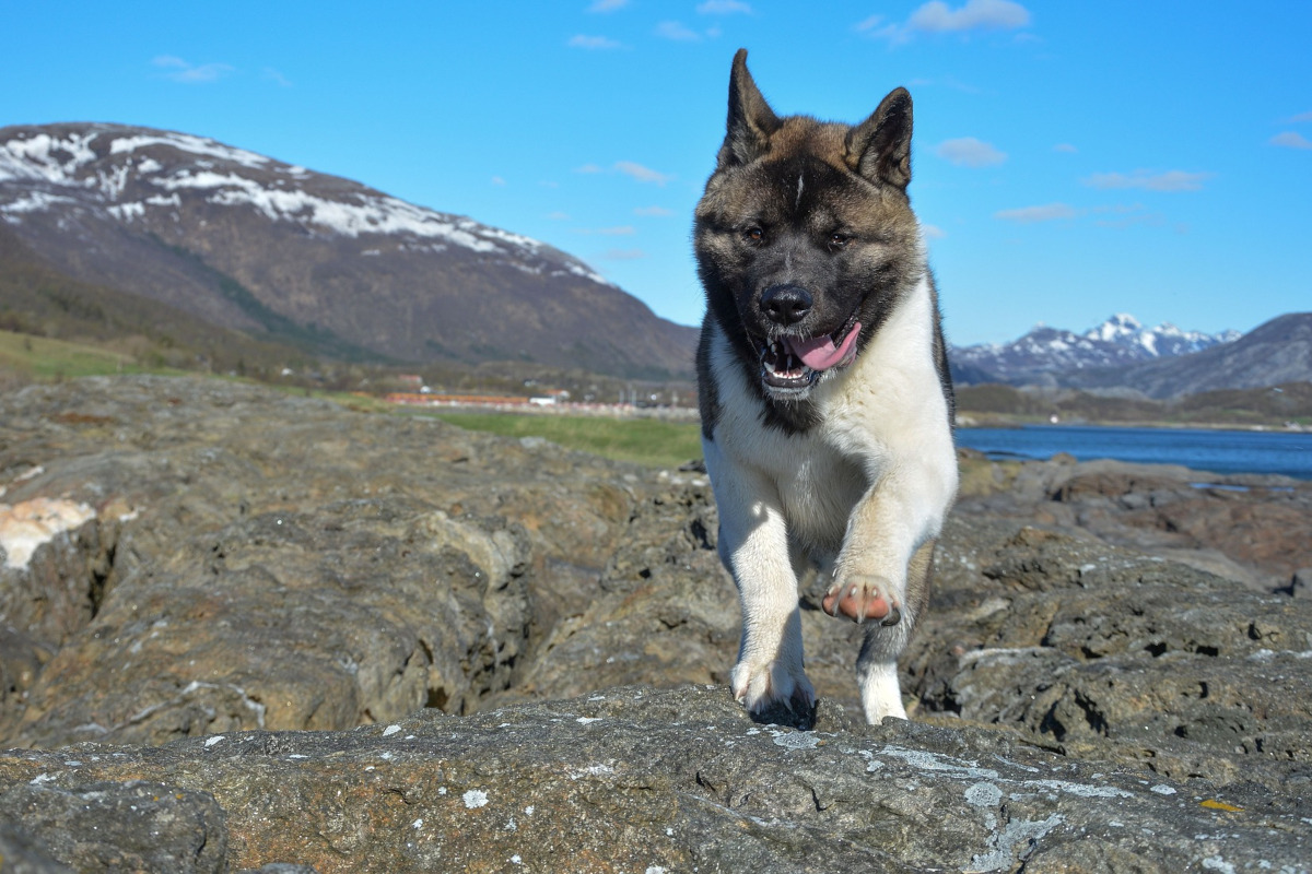 Akita American